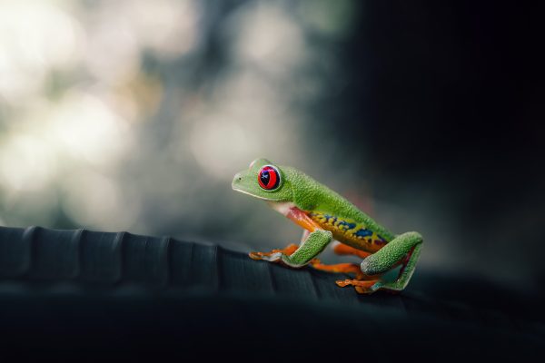 Green Tree Frog
