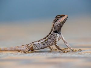Skinks