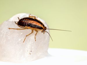Feeders