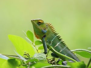 Other Lizards