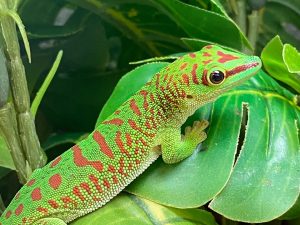 Geckos