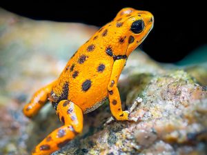 Frogs